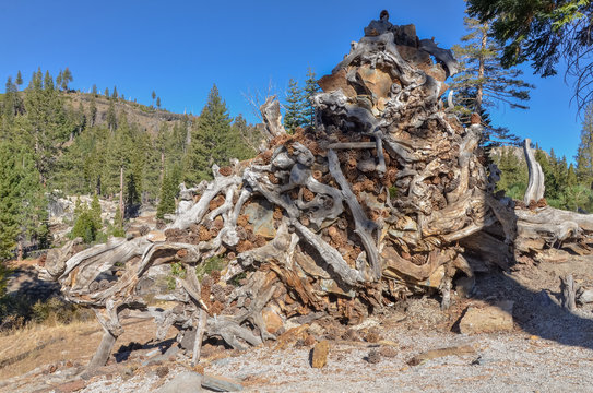 pile of pine cones in the roots of fallen tree Ansel Adams Wilderness, Madera county, California