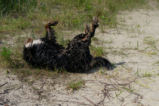 Wet Bernese Mountain Dog (Berner Sennenhund) on sand beach near lake in sunny day.