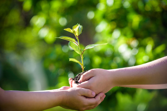 People holding young plant in hands against green spring background. Earth day ecology holiday concept