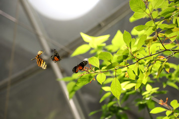 Beautiful butterflies in California Academy Of Sciences