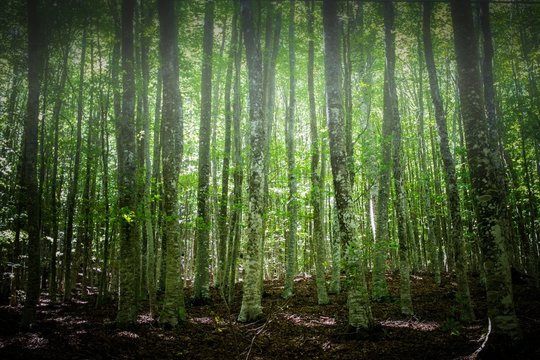 typical forest in monte amiata tuscany italy