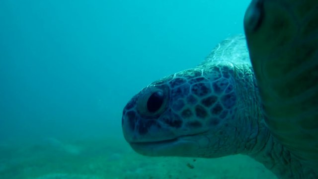 green sea turtle (Chelonia mydas) swim and chews seagrass
