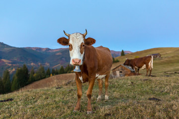 Fototapeta na wymiar Beautiful brown cow grazing on the hill at sunrise in Carpathian mountains, Ukraine