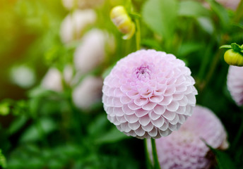 Dahlia in the botanical garden, autumn concept, colorful flower