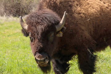 American buffalo, bison liking his lips staring at the camera © Mary