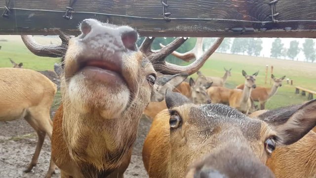 Hirsch mit Geweih und Rotwild im Wildpark Nahaufnahme