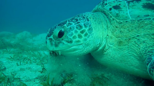 portrait of green sea turtle (Chelonia mydas) that eagerly eats seagrass on a sandy bottom
