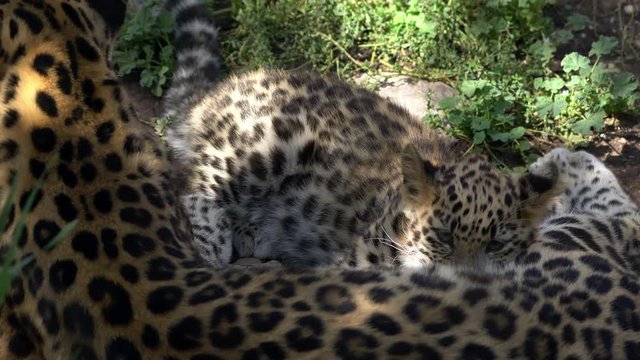 Amur Leopard cub nursing on mothers milk as leopardess looks around cautiously.