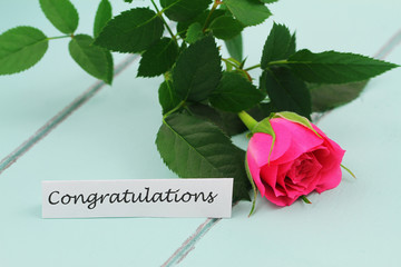 Congratulations card with pink wild rose on blue wood surface

