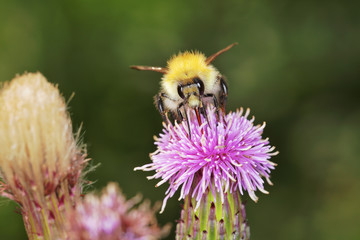 abeille mellifère (apis melifera) sur fleur mauve de chardon butinant pollen   