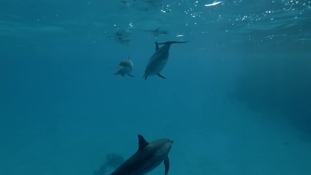 Dolphins swim in the blue water (Spinner Dolphin, Stenella longirostris) Close-up, Underwater shot, 4K / 60fps
