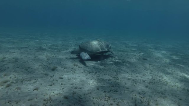 A man swims to the Green sea turtle, from the 1-st person (virtual reality) Underwater shot, 4K / 60fps
