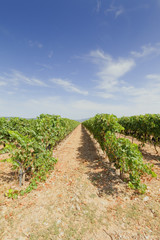 Fototapeta na wymiar Vineyards in the region of La Rioja in Spain