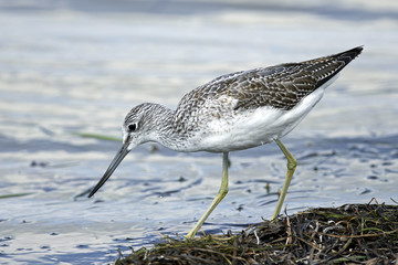 Common greenshank (Tringa nebularia)