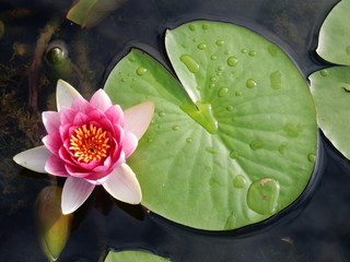 fiore di loto rosa con cuore giallo e foglie