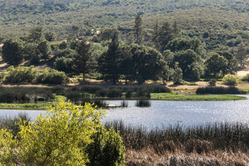 Fototapeta na wymiar Lake surrounded by forest of oak and pine trees