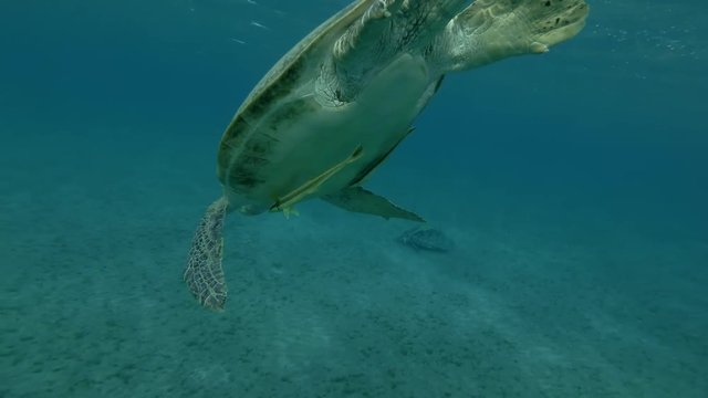 Old male Green sea turtle lies on surface of water, makes how much breaths and dives to the bottom (Chelonia mydas) Low-angle shot, Follow shot, Underwater shot, 4K / 60fps
