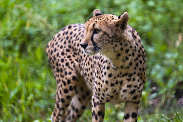 Leopard schaut in die Ferne 
