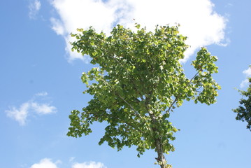 Tree of green 