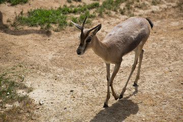 Junge Gazelle