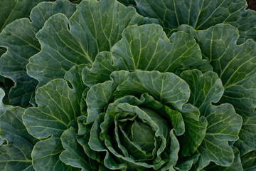 Background of cabbage leaves.