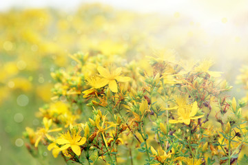 Yellow flowers of St.-John's wort in sunny rays. Medicinal herb