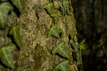 Beautiful green ivy climbing up tree trunk close up