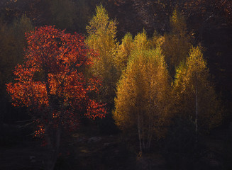Autumn trees at Rhodope mountain range