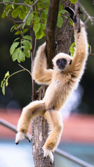 baby gibbon