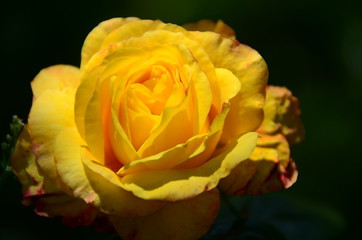 Gelbe Rose - Oberbayern