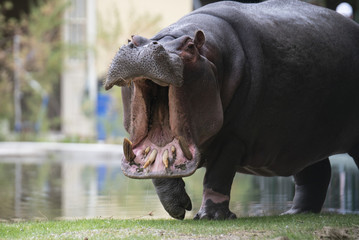 hippopotamus in zoo
