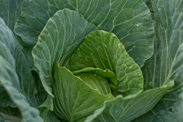 Fototapeta na wymiar Brassica oleracea, Background of cabbage, headed cabbage leaves. Dew drops on a leaf of cabbage. Green juicy color of the plant. big fresh white cabbage