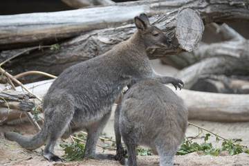 kangaroo
