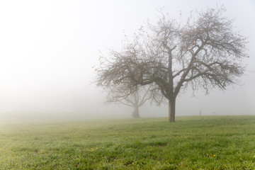 Baum in Nebel