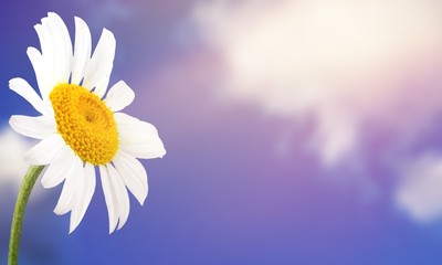 Close up white Daisy on field