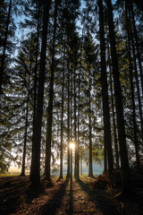 Obraz premium Sunrise Forest