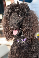 Front view, close up of a chocolate, standard poodle sitting, panting and waiting for owner to finish talking to people at a tropical farmers market