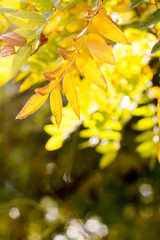 Autumn comes on glowing blurry background