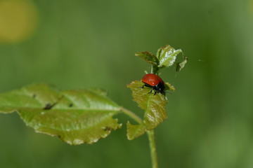 Red ladybug in green