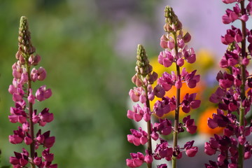 The flowers are nature's jewels