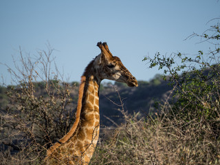 giraffe profile amid trees in south africa
