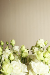 White roses on a background of a beige wall in the interior. You can add text
