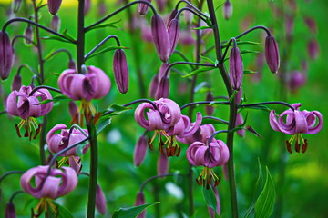 The flowers are nature's jewels