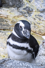 Black & white penguin