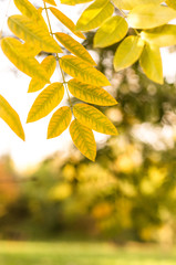 Autumn comes on glowing blurry background