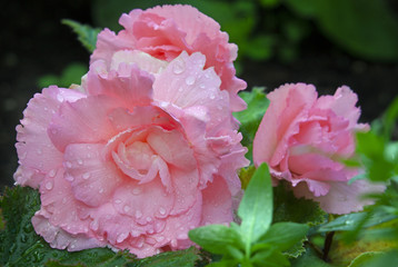 Pink begonia flower with rain drops , close up