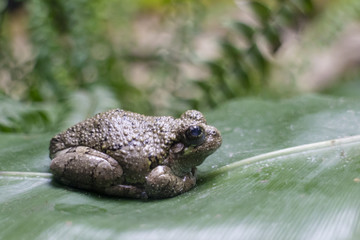Frog on a leaf