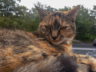 Closeup of a cat sitting on the roof of a car.