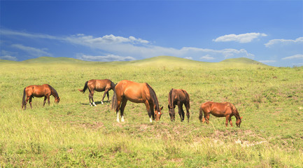 Naklejka na ściany i meble herd of brown horses against a colorful blue sky and green hills