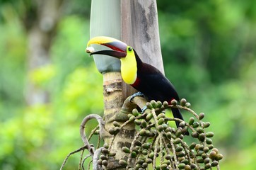 Tukan in Costa Rica © Simone